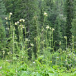 Habitusfoto Cirsium erisithales