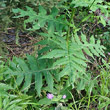 Blätterfoto Cirsium montanum
