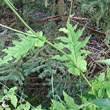 Stängel-/Stammfoto Cirsium montanum