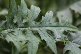 Blätterfoto Cirsium oleraceum