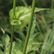 Foto von Besonderheit Cirsium oleraceum