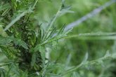 Blätterfoto Cirsium palustre
