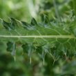 Blätterfoto Cirsium spinosissimum