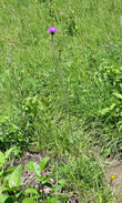 Habitusfoto Cirsium tuberosum