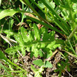 Blätterfoto Cirsium tuberosum
