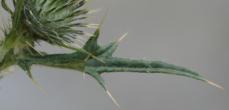 Blätterfoto Cirsium vulgare