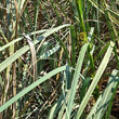 Blätterfoto Cladium mariscus