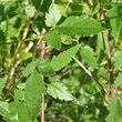Blätterfoto Clematis tangutica