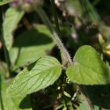 Blätterfoto Clinopodium vulgare