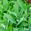 Blätterfoto Convallaria majalis