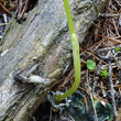 Foto von Besonderheit Corallorhiza trifida