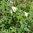 Habitusfoto Corydalis alba
