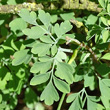 Blätterfoto Corydalis alba