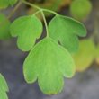 Blätterfoto Corydalis lutea