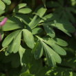 Blätterfoto Corydalis solida