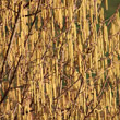 Blütenfoto Corylus avellana