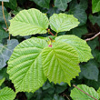 Blätterfoto Corylus avellana