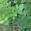 Blätterfoto Cotinus coggygria