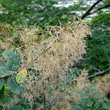 Fruchtfoto Cotinus coggygria
