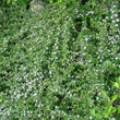 Habitusfoto Cotoneaster dammeri