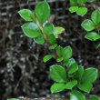 Blätterfoto Cotoneaster horizontalis