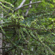 Habitusfoto Cotoneaster horizontalis