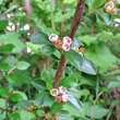 Blütenfoto Cotoneaster horizontalis