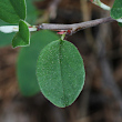 Blätterfoto Cotoneaster integerrimus
