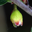 Foto Kelch Cotoneaster integerrimus