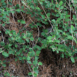 Habitusfoto Cotoneaster integerrimus