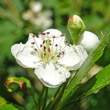 Blütenfoto Crataegus laevigata