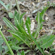 Blätterfoto Crepis alpestris