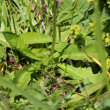 Blätterfoto Crepis aurea