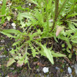 Blätterfoto Crepis capillaris