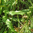 Blätterfoto Crepis conyzifolia