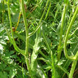 Stängel-/Stammfoto Crepis conyzifolia