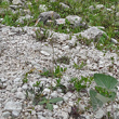 Habitusfoto Crepis froelichiana subsp.dinarica
