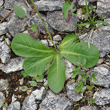 Blätterfoto Crepis froelichiana subsp.dinarica