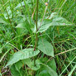 Blätterfoto Crepis paludosa