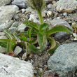 Blätterfoto Crepis rhaetica
