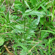 Blätterfoto Crepis setosa