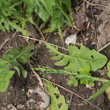 Blätterfoto Crepis vesicaria subsp. taraxacifolia