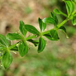 Blätterfoto Cruciata glabra