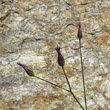 Blütenfoto Crupina vulgaris