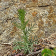 Foto der Jungpflanze Crupina vulgaris
