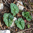 Blätterfoto Cyclamen hederifolium