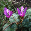 Blütenfoto Cyclamen purpurascens