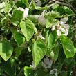 Blätterfoto Cydonia oblonga