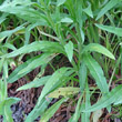 Blätterfoto Cynoglossum officinale