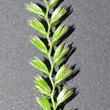 Blütenfoto Cynosurus cristatus